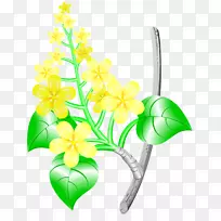 ������ƣ��л����ɶ꣬������ֲ�ﾥ��Ҷ-Ҷ-������