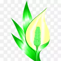 叶草植物茎商品-叶-空若网 叶草植物茎商品-叶-空若网