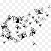 蝴蝶若虫科昆虫-蝴蝶-空若网 蝴蝶若虫科昆虫-蝴蝶-空若网