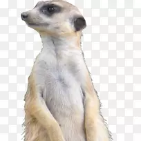 è���롢Ƥë�����ӡ�½������-����-������