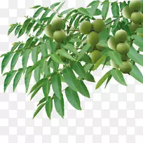 Ӣ��������-������