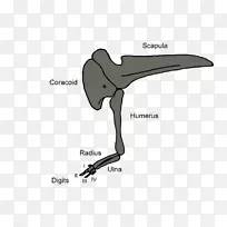 鸟喙草图设计-空若网 鸟喙草图设计-空若网