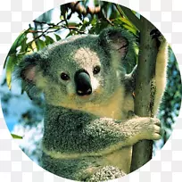 澳大利亚考拉基金会支持澳大利亚考拉基金会桌面壁纸-考拉-空若网 澳大利亚考拉基金会支持澳大利亚考拉基金会桌面壁纸-考拉-空若网