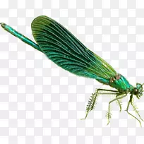 蜻蜓翼昆虫蜻蜓-空若网 蜻蜓翼昆虫蜻蜓-空若网