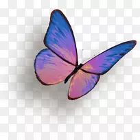 蝴蝶昆虫剪贴画-紫色蝴蝶-空若网 蝴蝶昆虫剪贴画-紫色蝴蝶-空若网