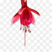 石榴免费图标石榴-空若网 石榴免费图标石榴-空若网