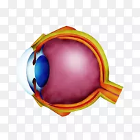 远视屈光不正近视眼科学眼图的内部结构-空若网 远视屈光不正近视眼科学眼图的内部结构-空若网