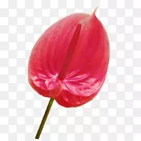 ����ֲ��-ֲ��-������