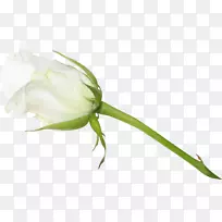 玫瑰花,蔷薇×阿尔巴-空若网 玫瑰花,蔷薇×阿尔巴-空若网