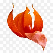 ��Ҷɫˮ�ʻ�-��Ҷ�еĹ�ʵ-������