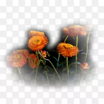 �������.���-������