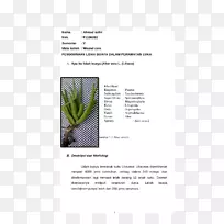 ���ֲ�-���-������