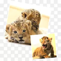 胡须,猎豹,猫毛,鼻子,猎豹-空若网 胡须,猎豹,猫毛,鼻子,猎豹-空若网