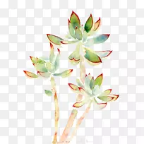 水彩画肉质植物水彩画植物-空若网 水彩画肉质植物水彩画植物-空若网