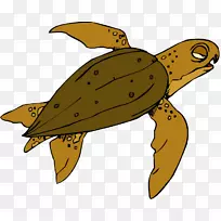 海龟塘龟昆虫龟-空若网 海龟塘龟昆虫龟-空若网