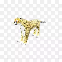 豹美洲豹陆生动物豹-空若网 豹美洲豹陆生动物豹-空若网