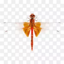 �����������걾��Ӱ.����-������