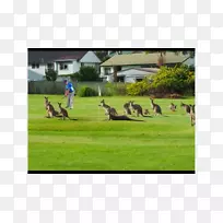 高尔夫球场乡村俱乐部圣乔治盆地运动-高尔夫-空若网 高尔夫球场乡村俱乐部圣乔治盆地运动-高尔夫-空若网