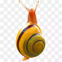 蜗牛陆生鼻涕虫-空若网 蜗牛陆生鼻涕虫-空若网