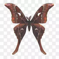 澳大利亚蝴蝶大力神蛾-蝴蝶-空若网 澳大利亚蝴蝶大力神蛾-蝴蝶-空若网