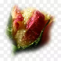 花蓝玫瑰平花-空若网 花蓝玫瑰平花-空若网