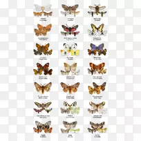 蝴蝶昆虫蜜蜂蛾微鳞翅目-蝴蝶-空若网 蝴蝶昆虫蜜蜂蛾微鳞翅目-蝴蝶-空若网