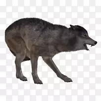 土狼狗灰狼鼻子狗-空若网 土狼狗灰狼鼻子狗-空若网