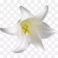 百合花下载-百合-空若网 百合花下载-百合-空若网