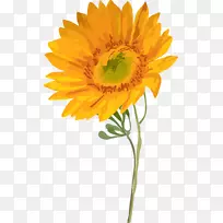 水彩画普通向日葵水彩画-空若网 水彩画普通向日葵水彩画-空若网