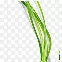 绿色设计师-绿草边框-空若网 绿色设计师-绿草边框-空若网