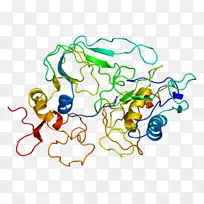 CD 47�źŵ��ڵ��צ�����ϸ��-������