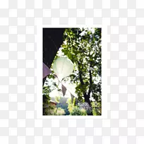 �չ�Ҷ����ֲ��-Ҷ-������