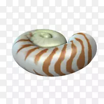 动物正交天螺斑马蜗牛动物-空若网 动物正交天螺斑马蜗牛动物-空若网