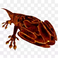 昆虫爬行动物两栖类传粉昆虫-空若网 昆虫爬行动物两栖类传粉昆虫-空若网