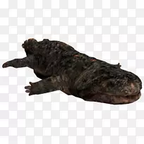 鳄鱼,两栖动物,陆生动物鼻子-空若网 鳄鱼,两栖动物,陆生动物鼻子-空若网