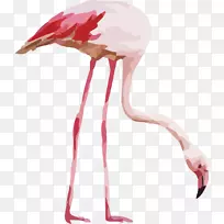 »ðÁÒÄñË®²Ê»Ãâ°æË°²åͼˮ²Ê»±³¾°»ðÁÒÄñ-¿ÕÈôÍø »ðÁÒÄñË®²Ê»Ãâ°æË°²åͼˮ²Ê»±³¾°»ðÁÒÄñ-¿ÕÈôÍø