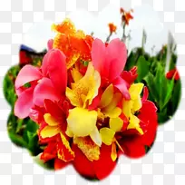 食用美人蕉种子花瓣花-空若网 食用美人蕉种子花瓣花-空若网