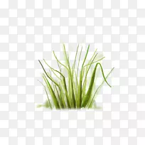 草剪艺术-草-空若网 草剪艺术-草-空若网