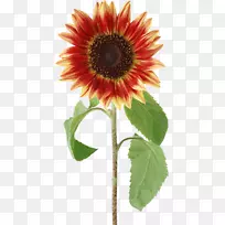 花束剪贴画-向日葵-空若网 花束剪贴画-向日葵-空若网