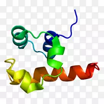 TP 63 p53 p63 p73���嵰�׻���-������