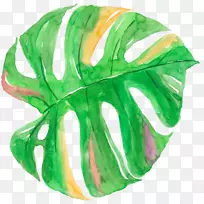 水彩画画布水彩画棕榈叶-空若网 水彩画画布水彩画棕榈叶-空若网