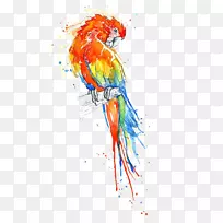 鸟真鹦鹉水彩画金刚鹦鹉-空若网 鸟真鹦鹉水彩画金刚鹦鹉-空若网
