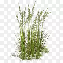 �ݻ��ݱ�ֲ���ƺ������ˮ��ֲ��-������