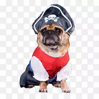 可爱的小狗-帕格-空若网 可爱的小狗-帕格-空若网