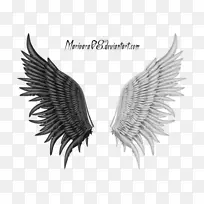 天使羽毛-空若网 天使羽毛-空若网