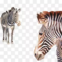 马水彩画斑马海报斑马水彩画素材形象-空若网 马水彩画斑马海报斑马水彩画素材形象-空若网