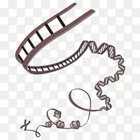 �����Ŵ�ѧ���ۻ�����ѧ-DNA����-������