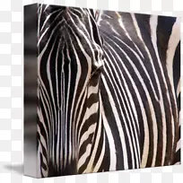 ��ɫ����Ұ����������-������