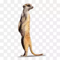 猫鼬毛陆生动物鼻子技术-空若网 猫鼬毛陆生动物鼻子技术-空若网