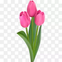 郁金香剪贴画-郁金香-空若网 郁金香剪贴画-郁金香-空若网